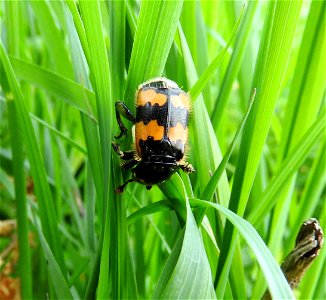 Necrophorus vespilloides