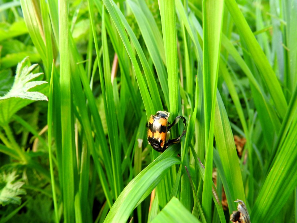 Necrophorus vespilloides photo