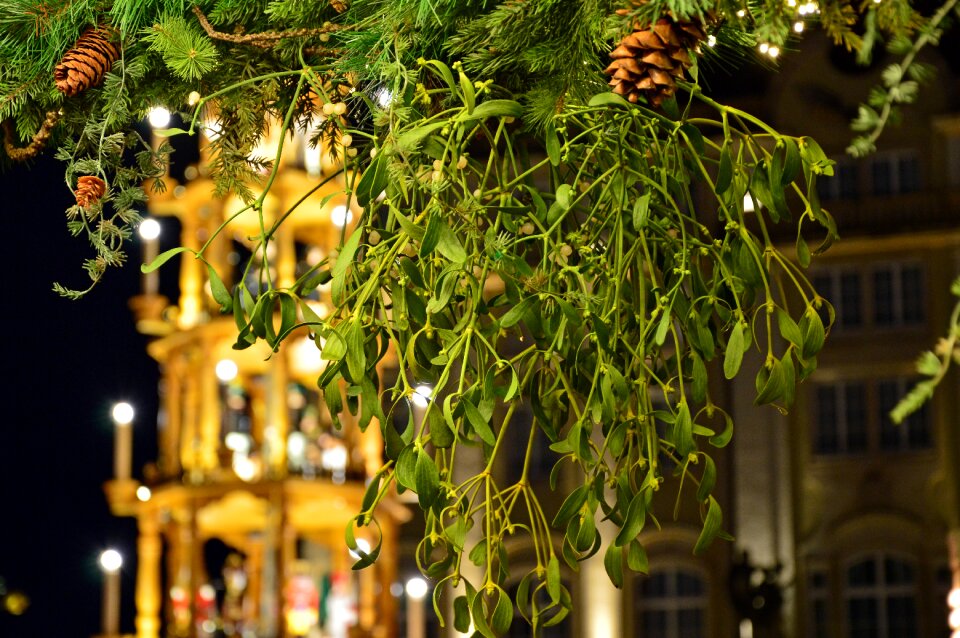 Medicinal plant parasitic tree customs