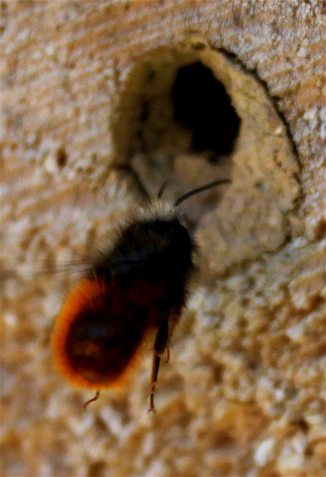 Osmia cornuta in Duisburg Meiderich