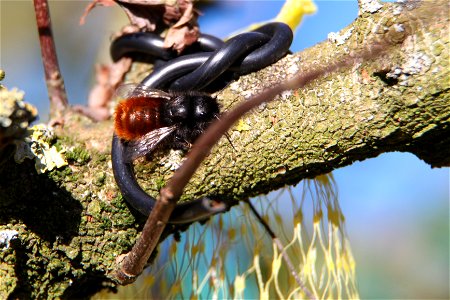 gehoornde metselbij - European orchard bee - Osmia cornuta