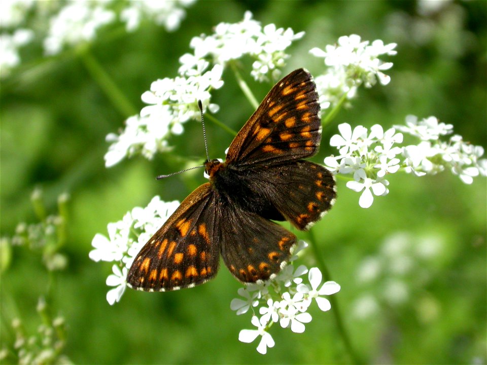 Hamearis lucina (Riodinidae). La Chaux-de-Fonds, Switzerland.