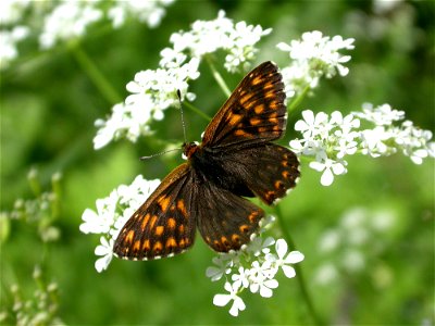 Hamearis lucina (Riodinidae). La Chaux-de-Fonds, Switzerland.