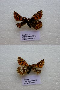 SWEDEN.   PRS 2005, Sys Bio 2008, PRS 2009, PRS 2012,  Phylogenomics, Lepidoptera,  <a href="http://nymphalidae.utu.fi/story.php?code=NW84-13" rel="nofollow">see in our database</a>