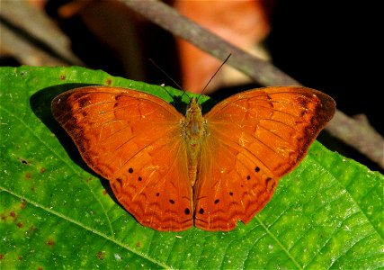 Tamil Yeoman (Cirrochroa thais) photo