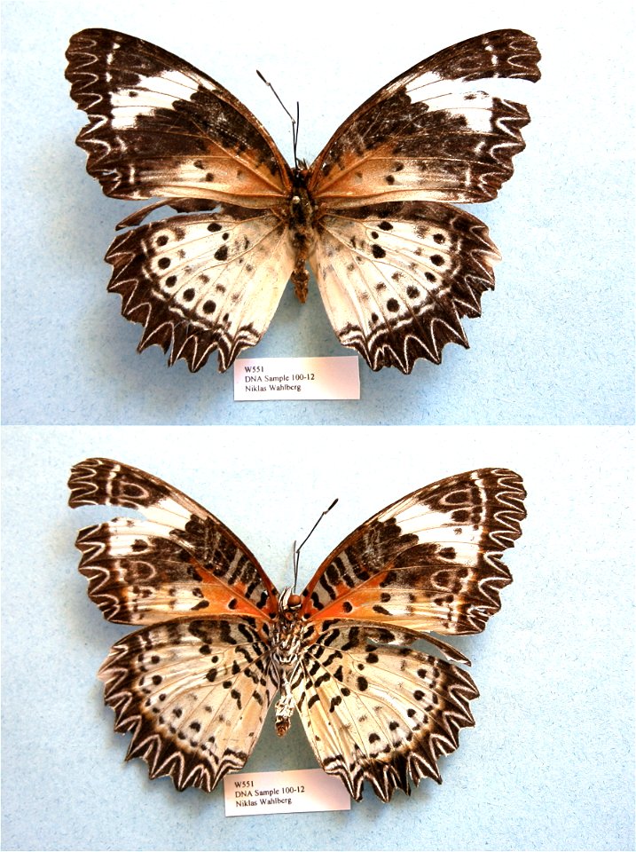 BANGLADESH.   Sylhet Div., Lowacherra Forest,  ISE 2006, PRS 2009,  Exemplar, PBStest,  <a href="http://nymphalidae.utu.fi/story.php?code=NW100-12" rel="nofollow">see in our database</a>