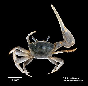 PRESERVED_SPECIMEN; ; 70% alc.; Det. by: Leanne E. Elder 2017; Ginsburg; IZ number 99497; lot count 2; specimen; specimen; female; 2017-07-18T00:00:00Z