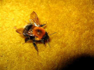 bumble bee photo