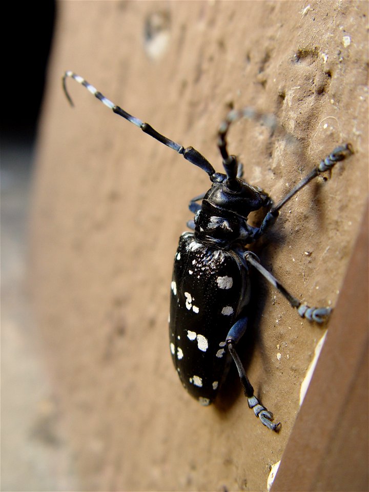 Anoplophora chinensis found near home