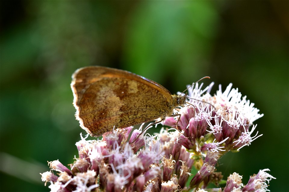 Living Insects on flower.