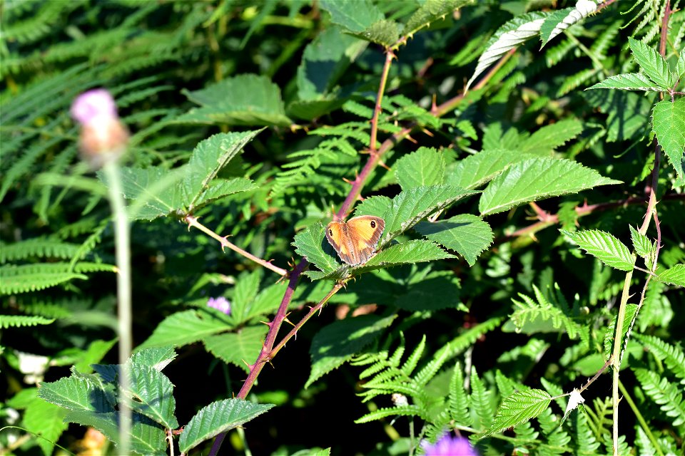 Living Insects on flower.