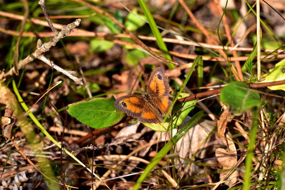 Living Insects on flower. photo