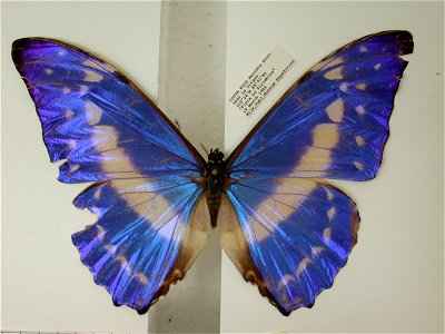 COSTA RICA.   Heredia, Tirimisina,   Exemplar,  <a href="http://nymphalidae.utu.fi/story.php?code=NW134-8" rel="nofollow">see in our database</a>
