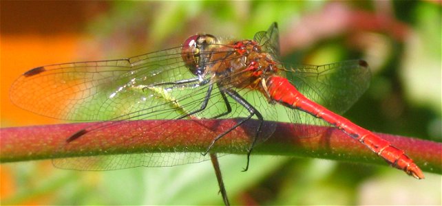 Dragonfly, probably a male Sympetrum sanguineum. In a garden in Munich, Germany. photo