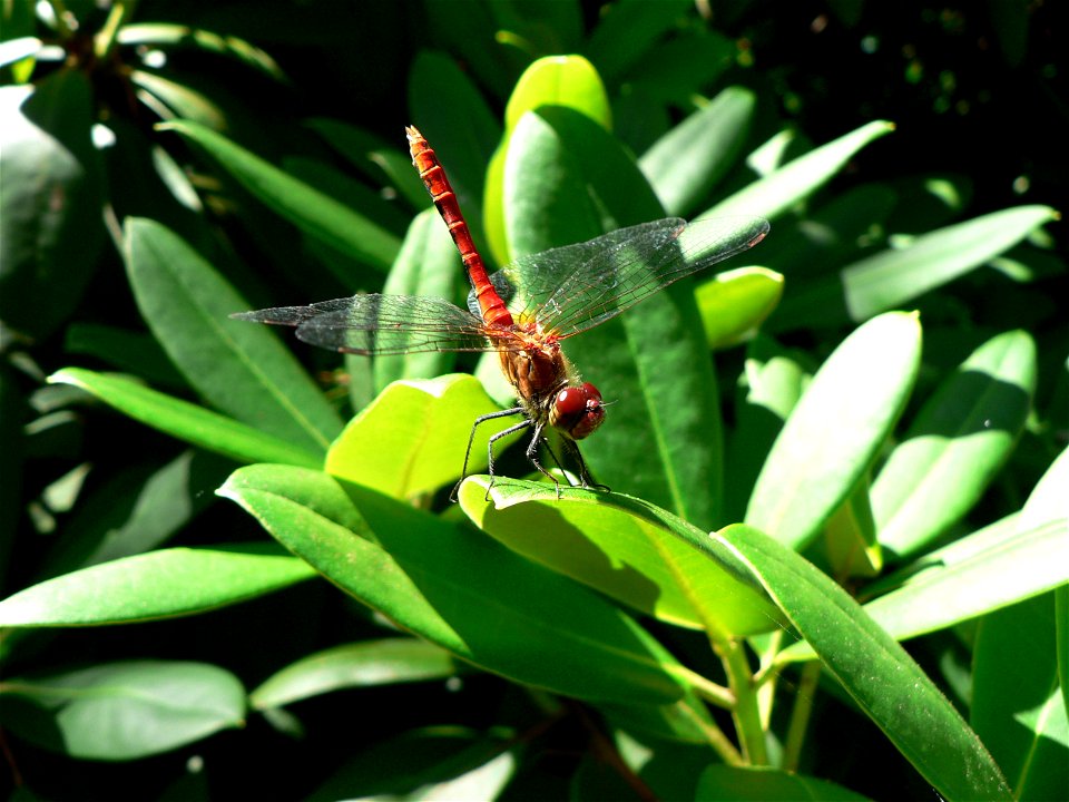 : Blutrote Heidelibelle (Sympetrum sanguineum)

Ort: Klosterfelde, Brandenburg, Deutschland
Fotograf: Olaf Mertens, 12. Juli 2005