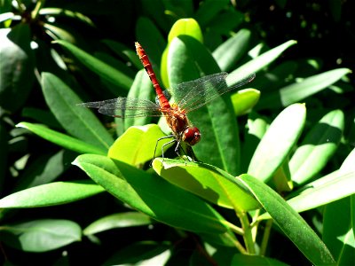 : Blutrote Heidelibelle (Sympetrum sanguineum)

Ort: Klosterfelde, Brandenburg, Deutschland
Fotograf: Olaf Mertens, 12. Juli 2005