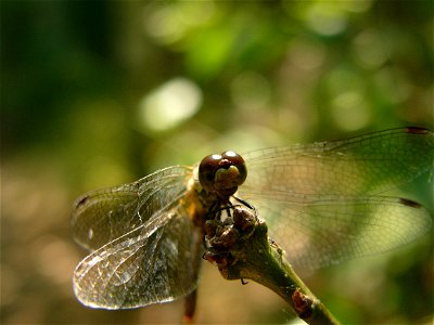 Sympetrum sanguineum photo