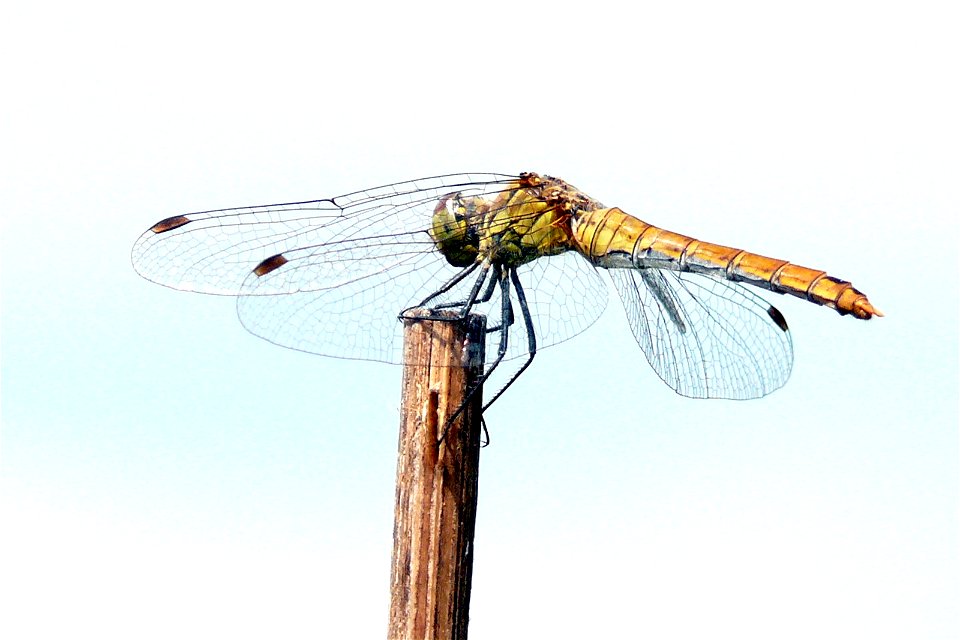 Weibchen der Blutroten Heidelibelle (Sympetrum sanguineum)