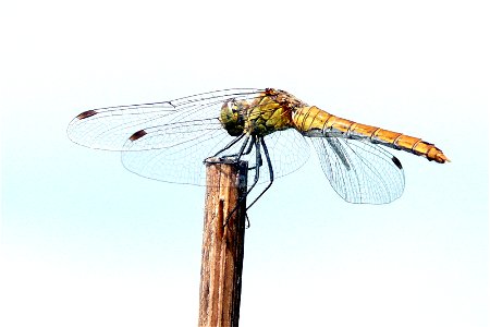 Weibchen der Blutroten Heidelibelle (Sympetrum sanguineum)