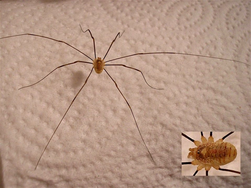 Harvestman, Opilio canestrinii probably female (det. Hay Wijhoven - Thanks!).Location: Urban kitchen, Hengelo, Overijssel, NetherlandsKeywords: Opilio canestrinii, Harvestman