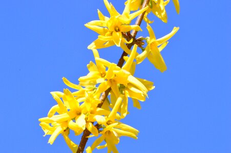 Nature plant spring