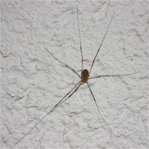 Opilio canestrinii (f.)

 Ein weiblicher Weberknecht aus der Familie Schneider, gesichtet in Dettingen an der Erms.