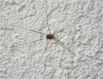 Opilio canestrinii (f.)

 Ein weiblicher Weberknecht aus der Familie Schneider, gesichtet in Dettingen an der Erms.