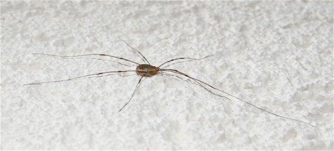 Opilio canestrinii (f.)

 Ein weiblicher Weberknecht aus der Familie Schneider, gesichtet in Dettingen an der Erms.
