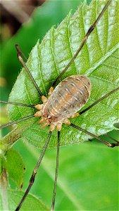 Canestrini's Harvestman (Opilio canestrinii)