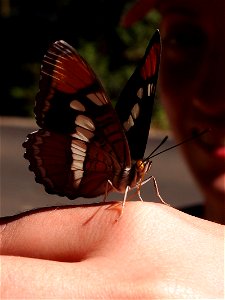California Sister butterfly (Adelpha californica, syn. Limenitis bredowii californica, Adelpha bredowii californica)