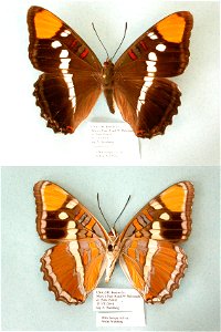 UNITED STATES OF AMERICA.  Oregon, Benton Co.,  BJLS 2005, PRS 2009, PRS 2011,  Exemplar; this sample has been published under the name Adelpha bredowi,  <a href="http://nymphalidae.utu.fi/story.ph