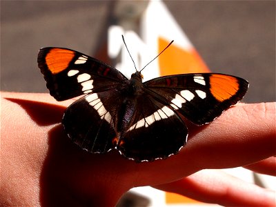 California Sister butterfly (Adelpha californica, syn. Limenitis bredowii californica, Adelpha bredowii californica)