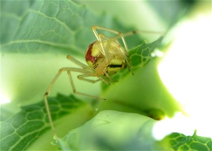 Female Enoplognatha ovate with a red V on a kale plant in a garden in Kirkland, Washington, USA.