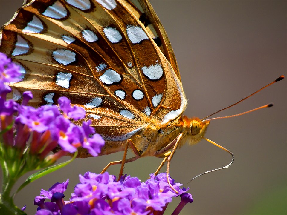 A Great Spangled Fritillary butterfly (Speyeria cybele) on the blooms of a butterfly bush. Photo taken with an Olympus E-5 in Caldwell County, NC, USA.Cropping and post-processing performed with Adobe