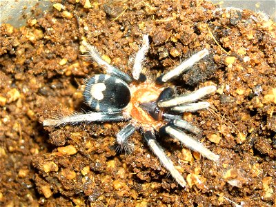 photo of a juvenile unsexed cyriocosmus elegans.
