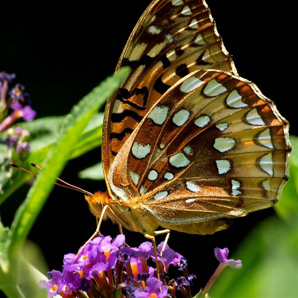A Great Spangled Fritillary butterfly (Speyeria cybele) on the blooms of a butterfly bush. Photo taken with an Olympus E-5 in Caldwell County, NC, USA.Cropping and post-processing performed with Adobe photo