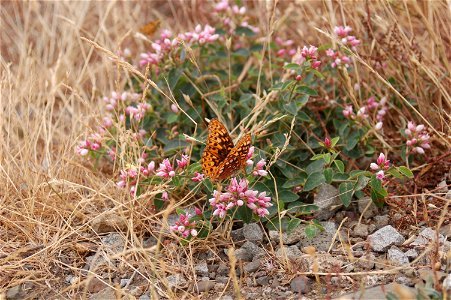 A great spangled fritillary butterfly photographed at Mary's Peak, Oregon. photo