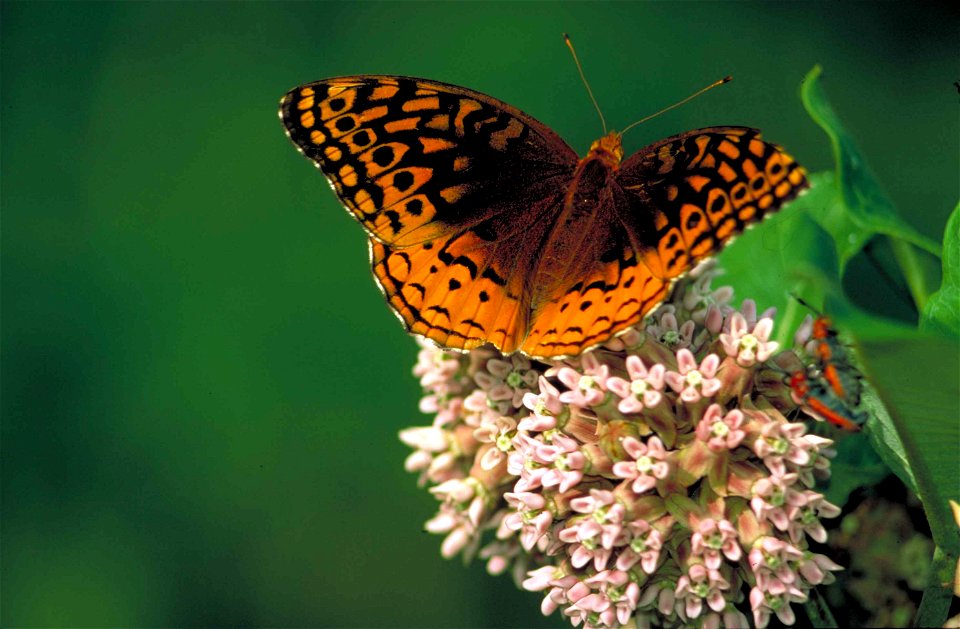 Image title: Great spangled fritillary on common milkweed butterfly speyeria cybele Image from Public domain images website, http://www.public-domain-image.com/full-image/fauna-animals-public-domain-i photo