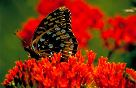 Image title: Great springled fritillary on butterfly weed speyeria cybele Image from Public domain images website, http://www.public-domain-image.com/full-image/fauna-animals-public-domain-images-pict photo