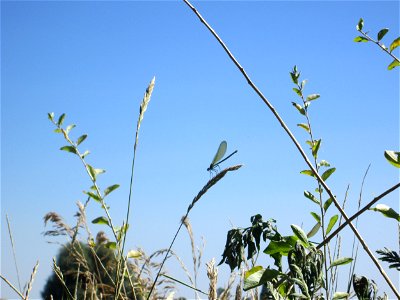 Gebänderte Prachtlibelle (Calopteryx splendens) an der Böschung der A61 im Landschaftsschutzgebiet „Hockenheimer Rheinbogen“