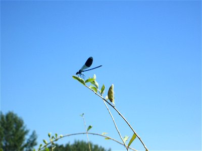 Gebänderte Prachtlibelle (Calopteryx splendens) an der Böschung der A61 im Landschaftsschutzgebiet „Hockenheimer Rheinbogen“