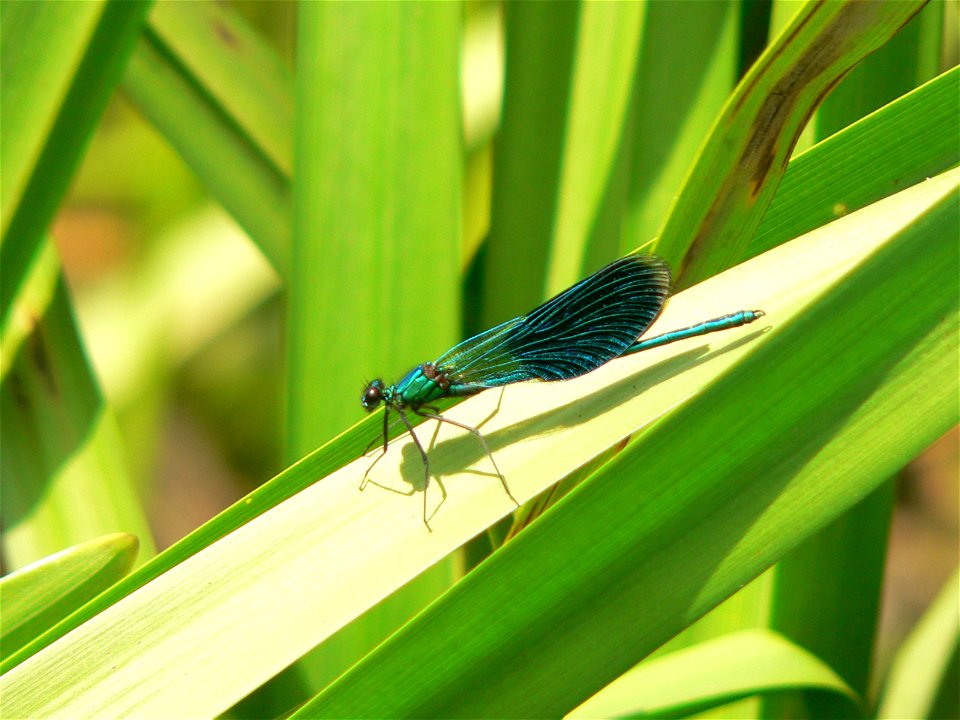 Calopteryx splendens