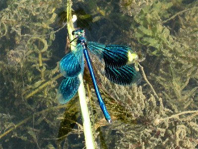 Calopteryx splendens (Banded Demoiselle), Arnhem, the Netherlands photo