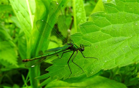 Banded demoiselle Calopteryx splendens (f)