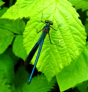 Banded demoiselle Calopteryx splendens (m)