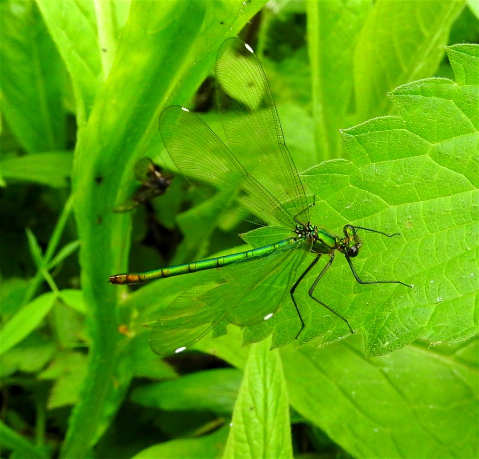 Banded demoiselle Calopteryx splendens (f)