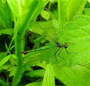 Banded demoiselle Calopteryx splendens (f)