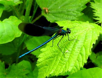 Banded demoiselle Calopteryx splendens (m)