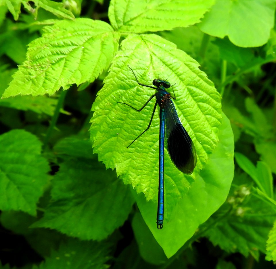 Banded demoiselle Calopteryx splendens (m)