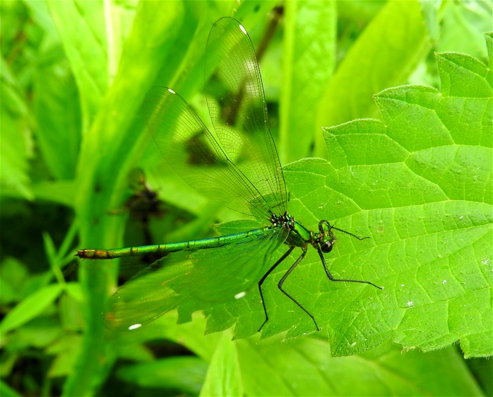 Banded demoiselle Calopteryx splendens (f)
